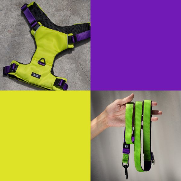 Combo The Buzz Pechera + Correa - Imagen 2