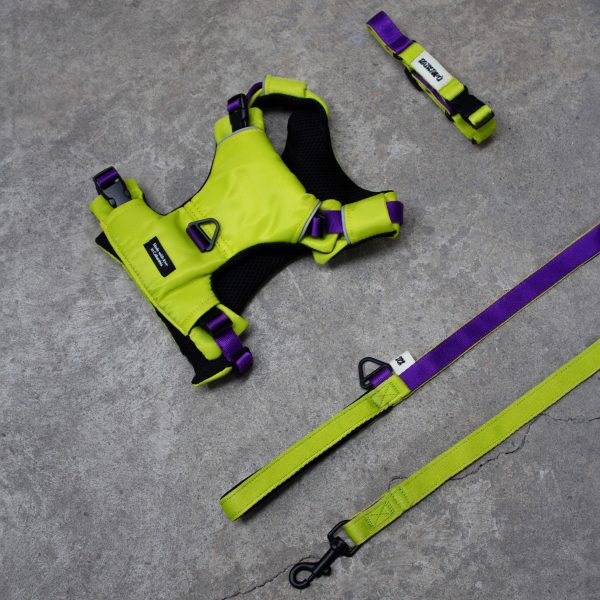 Combo The Buzz Pechera + Correa + Collar - Imagen 2