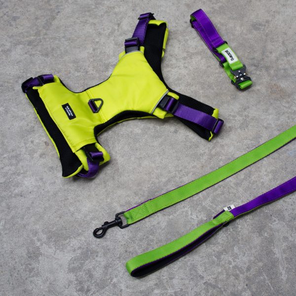 Combo The Buzz Pechera + Correa + Collar