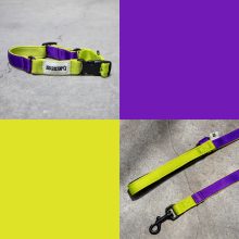 Combo The Buzz Correa + Collar